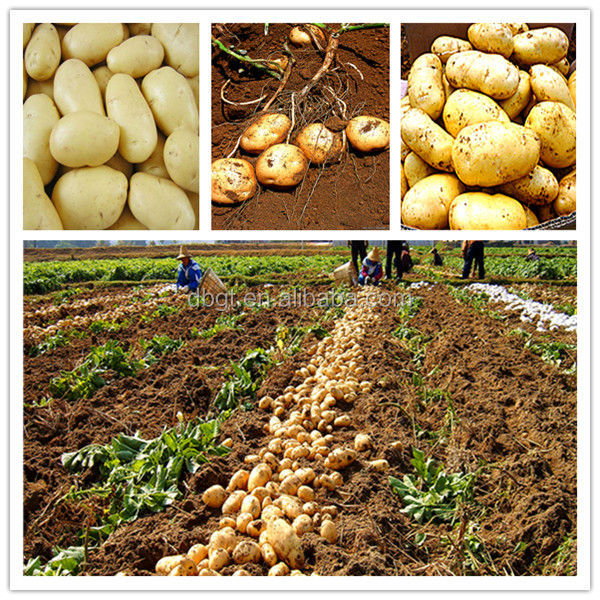Quick to choose and buy! Fresh potatoes to start selling.