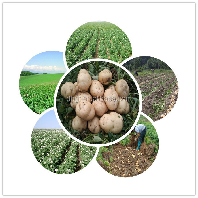 2014 shaanxi new crop fresh potato in bag pack