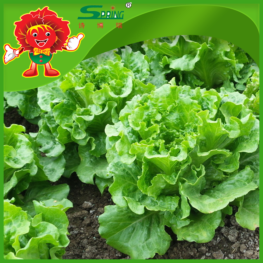 organic type iceberg lettuce ready for export