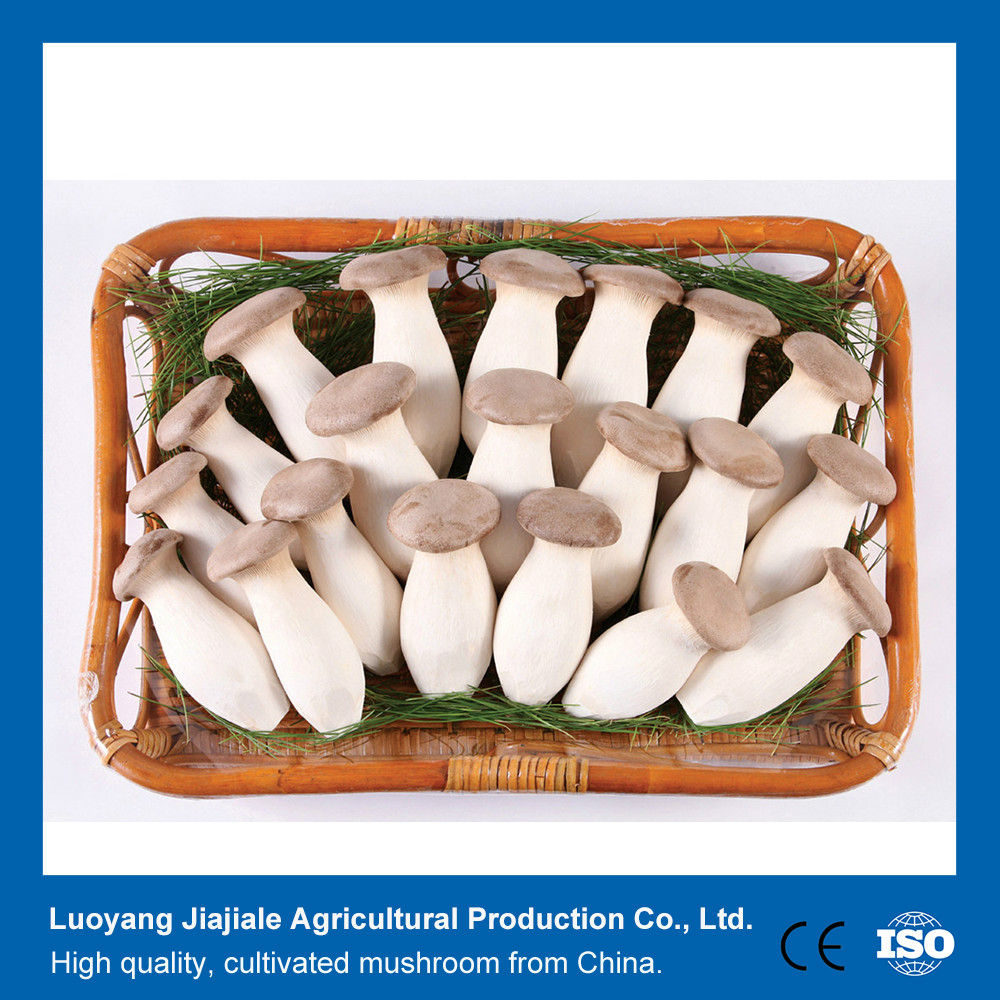 pleurotus eryngii/ king oyster mushroom/ king trumpet mushroom