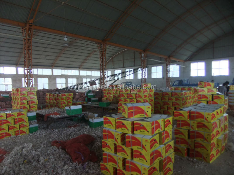 Small net mesh bags wholesale natural garlic direct suppliers from China