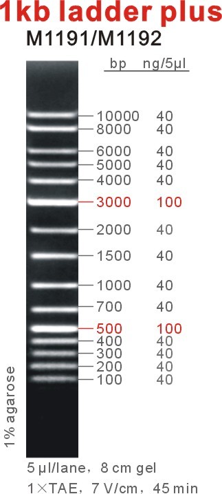 1kb ladder plus