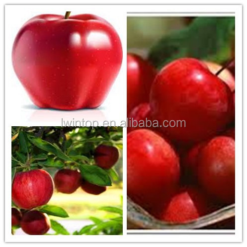 2014 new crop Fuji red apple red delicious apple