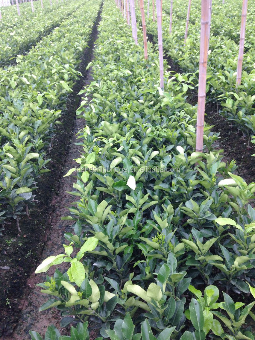 Pomelo Tree Seedling Buy Pomelo Tree Seed,Pomelo Fruit Seedling