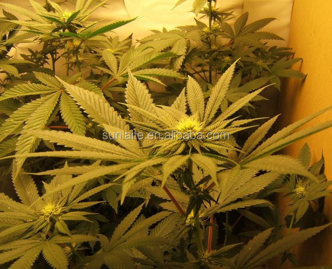 induction grow light for medical plants growing