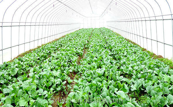 2014 IQF Cauliflower in Frozen vegetables