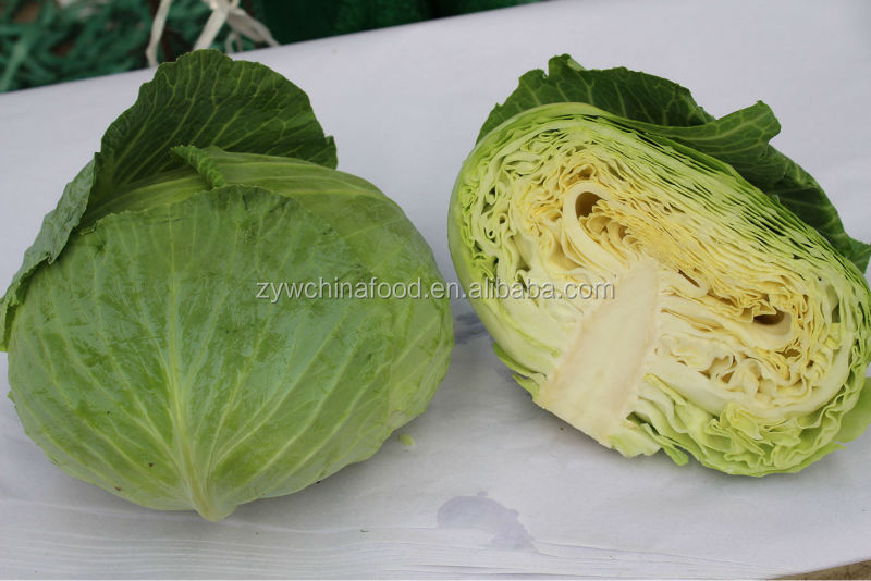 New Crop Chinese Cabbage Fresh Organic Cabbage - Good Supplier