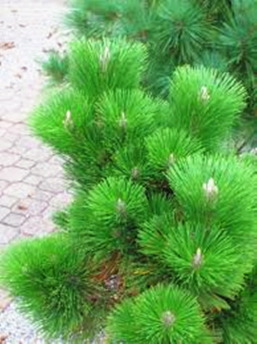 Купить тысячелетия растений, семена деревьев 5 leaved сосна 30 семена ...