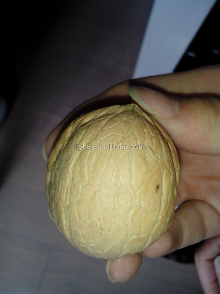 walnut in shell YKE-WS2