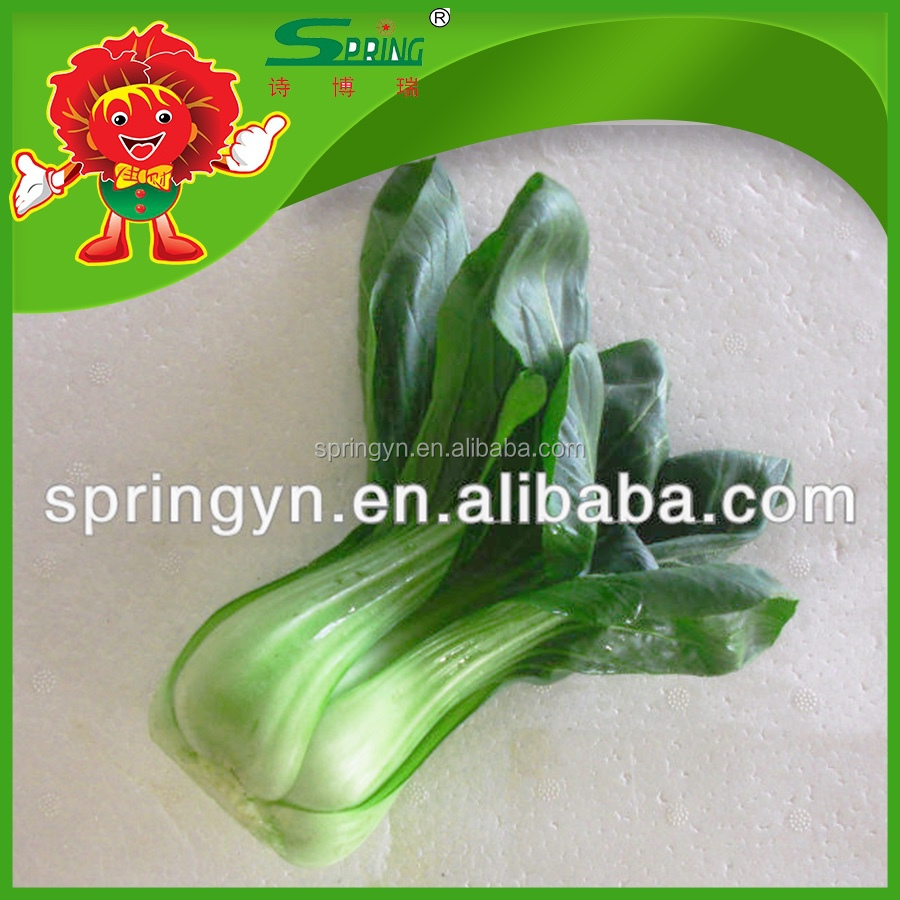 fresh vegetable pakchoi cabbage frozen cabbage