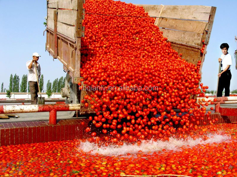 tomato sauce brand made in China