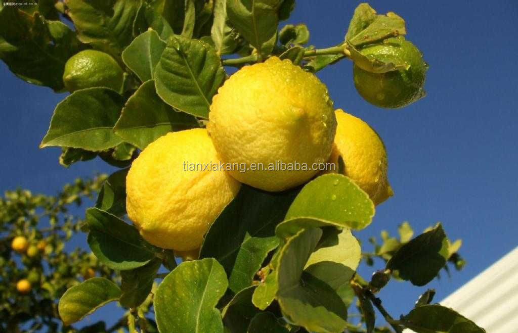 100 Natural Pure Dried Lemon Tea Juice Powder,Lemon Juice Concentrate