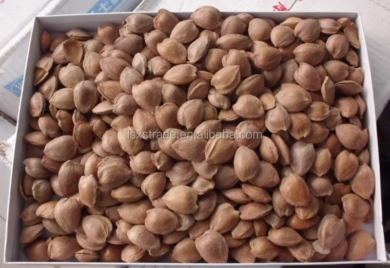 Bitter Apricot Kernel