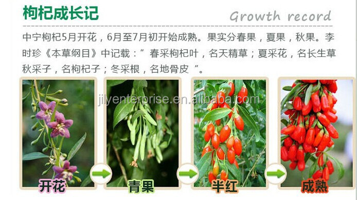 Organic Certified Tibet Goji, Best seller Size 350 Ningxia Dried Goji berries, goji berry