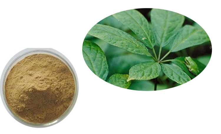 Sanchi leaf Extract / Panax Notoginseng Saponins powder /Notoginseng leaf Extract