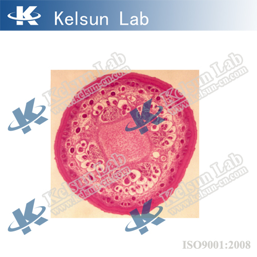 ks 12 epithelium cells of cavitas oris Alibaba