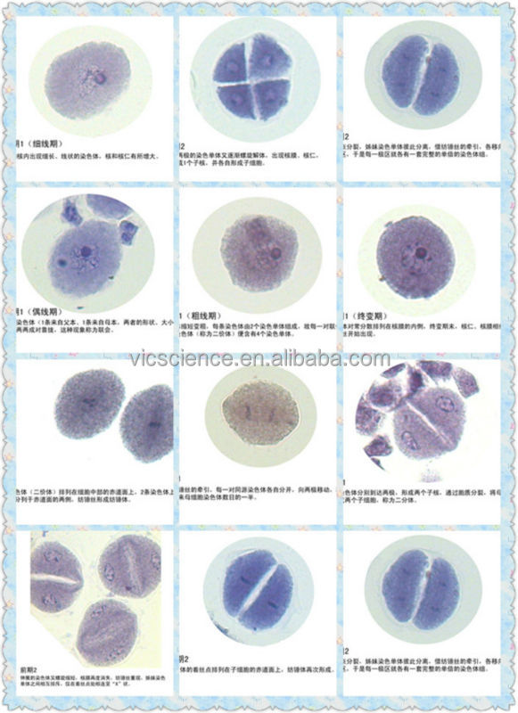 植物meiosis12点セット小学校のためのタマネギmeiosis準備されたスライド問屋・仕入れ・卸・卸売り