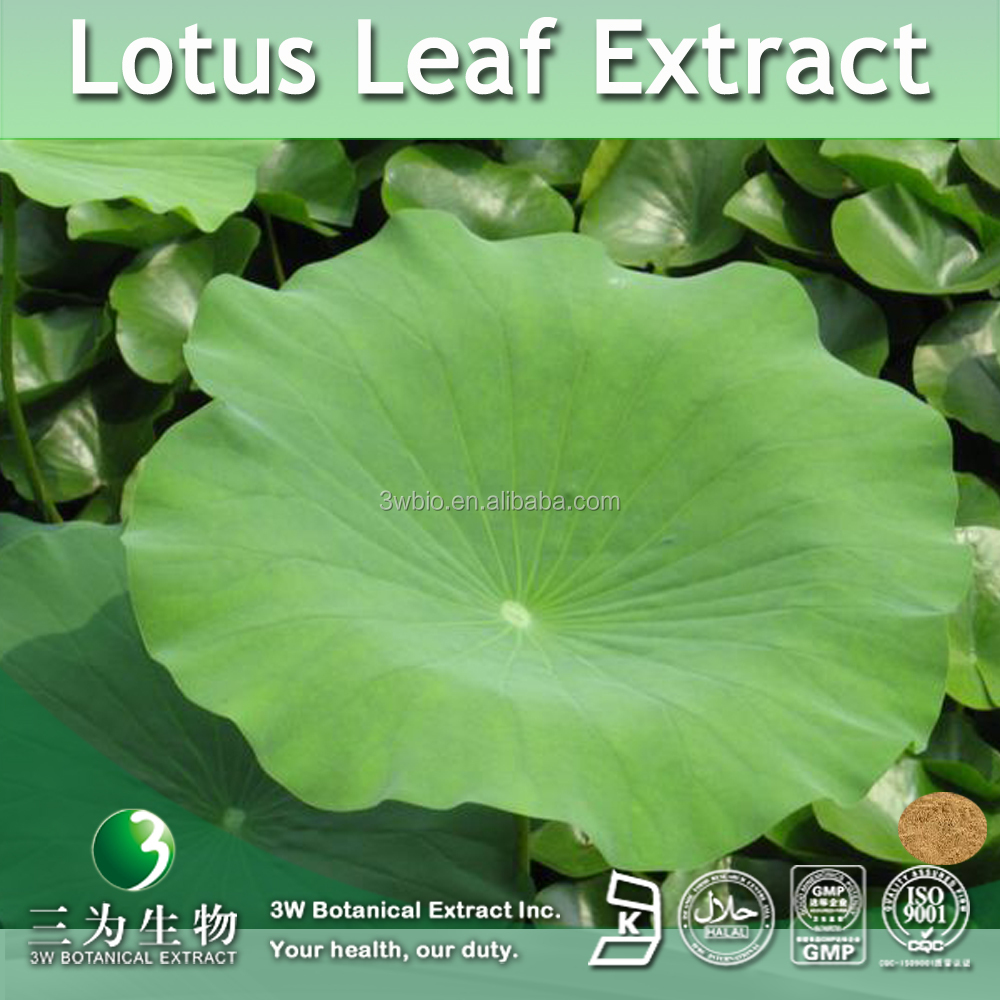 lotus leaf extract nuciferine capsule,nelumbo nucifera gaertn