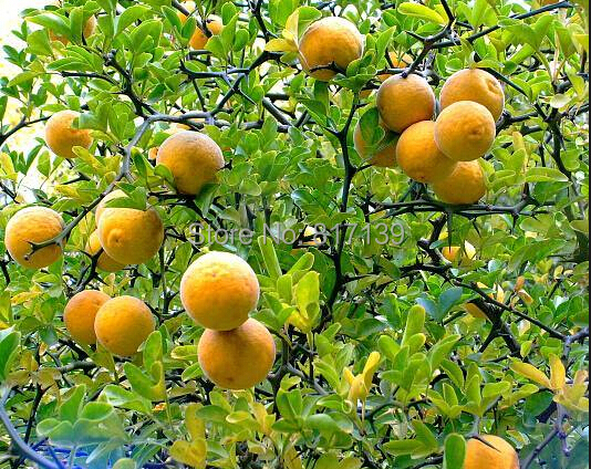 seeds Trifoliate Orange Poncirus trifoliata 20