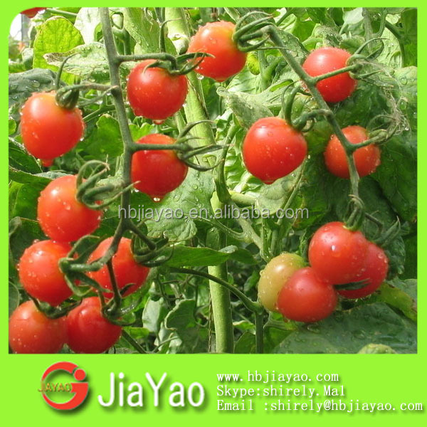 tomato paste specification fresh tomatoes