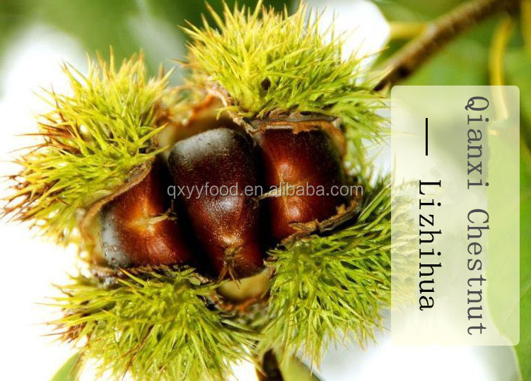 chestnut kernels with Luxurious Gift Packaging