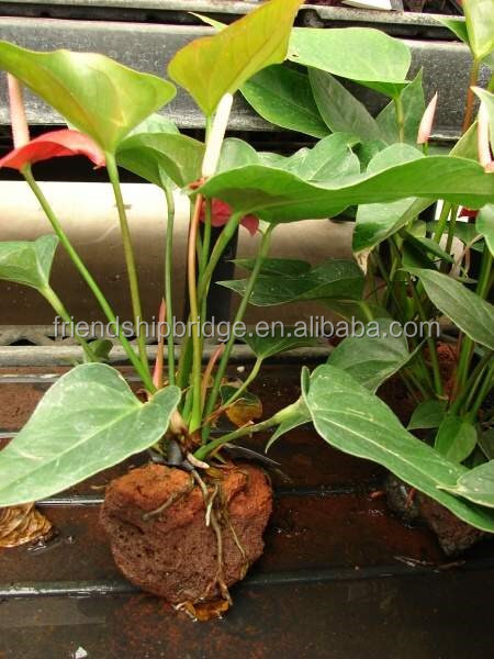 00598-Anthurium-andraeanum.jpg