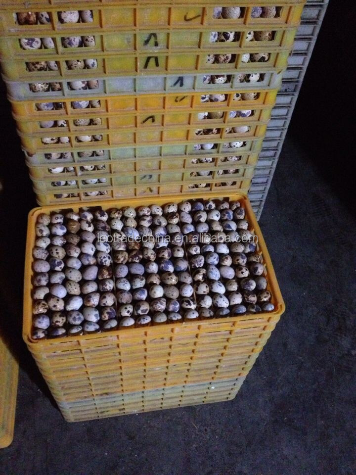 熱い販売のためのプラスチック木枠150ウズラの卵ウズラの卵仕入れ・メーカー・工場