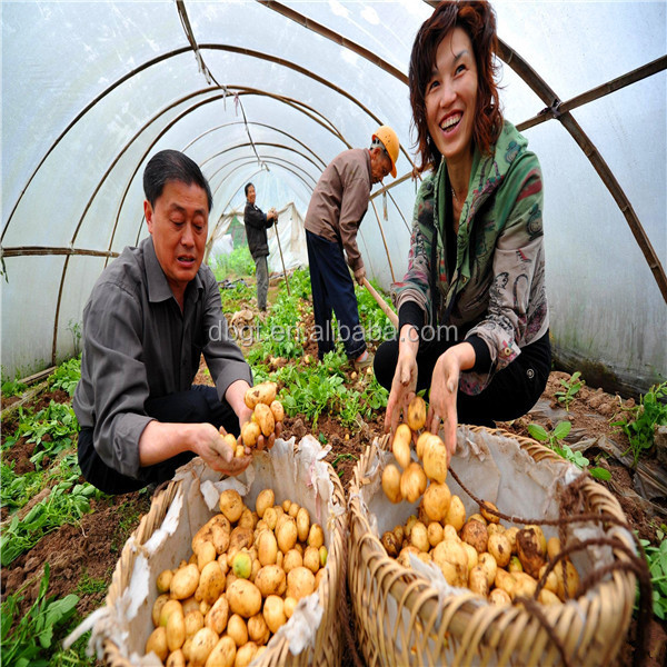 2014 new fresh potato net bag packing