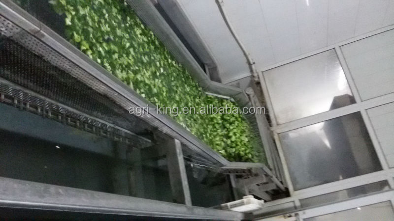2014 Hot sale high quality chinese frozen broccoli spear