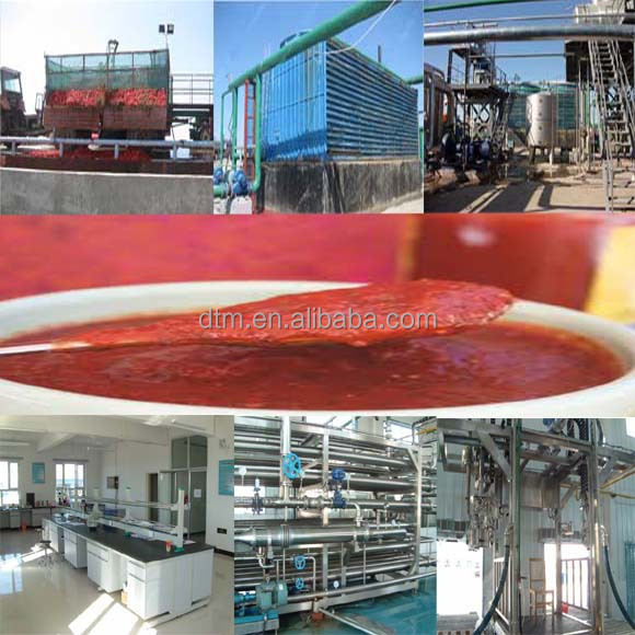 Drum Packing Tomato Paste with Brix 28-30% 30-32% 36-38%