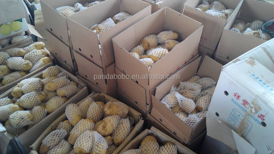 small size holland potato export to Srilanka