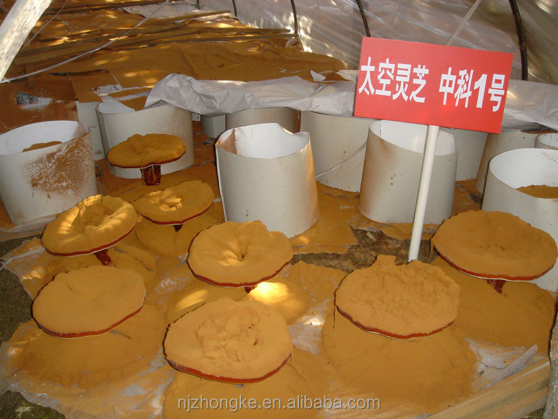DSC02593