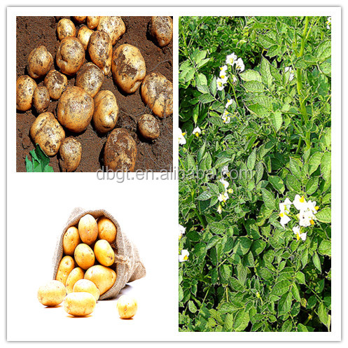 Quick to choose and buy! Fresh potatoes to start selling.