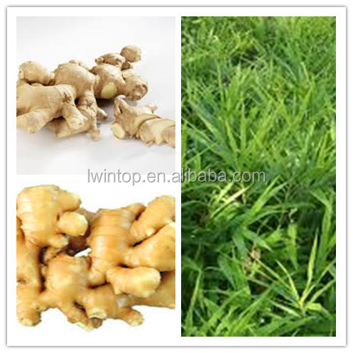 2014 new benefit fresh ginger and garlic price