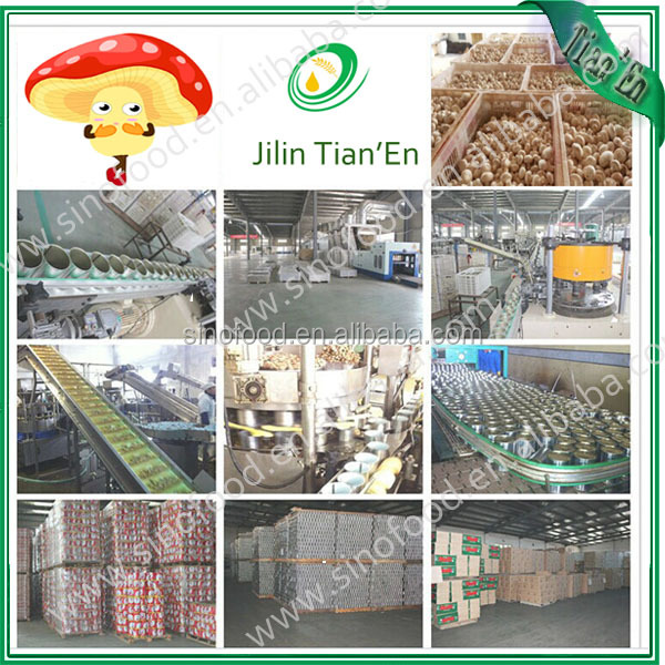 New crop canned mushroom in tin with top quanlity