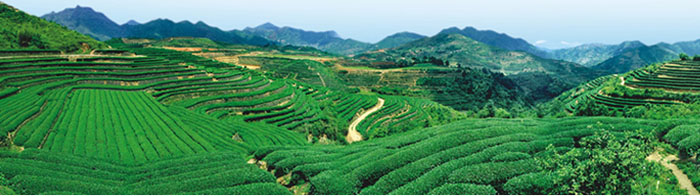 2014 new arrival Chinese Organic gunpowder green tea