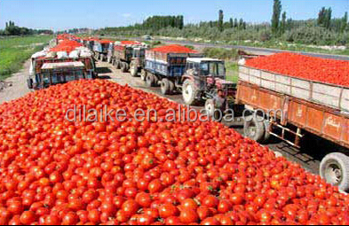 fresh tomato paste