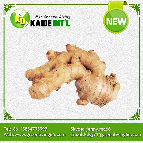 Excellent Fresh Ginger From Shandong China Product