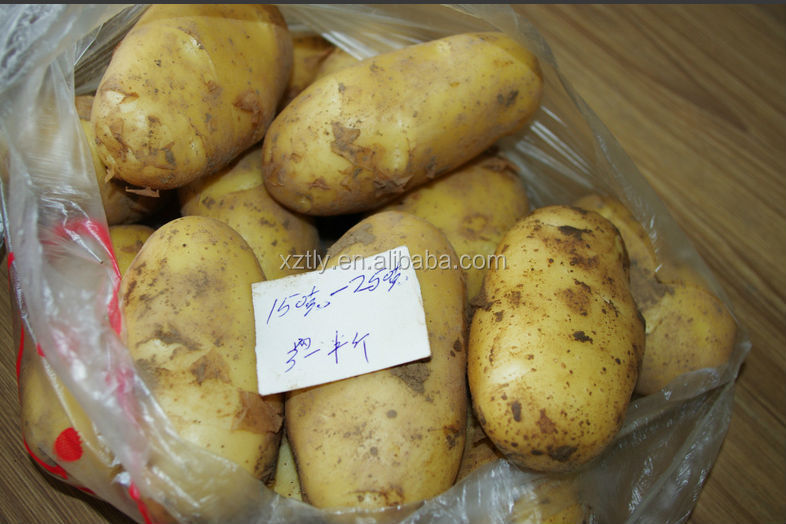 Fresh Holland potato 150g-250g for exporting