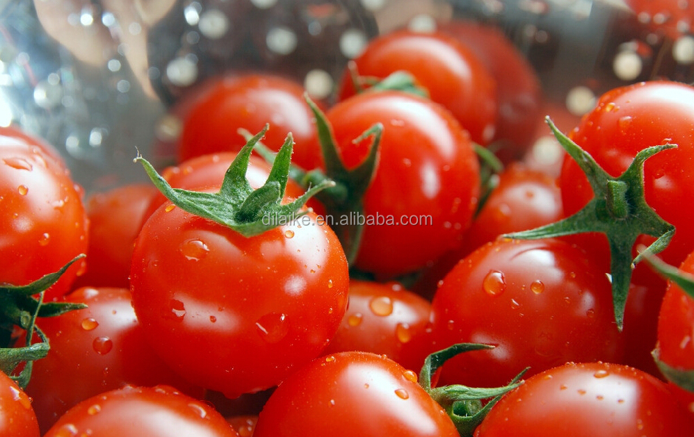 offer canned tomato paste in China
