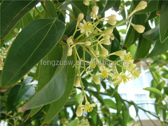 High quality cinnamon bark extract