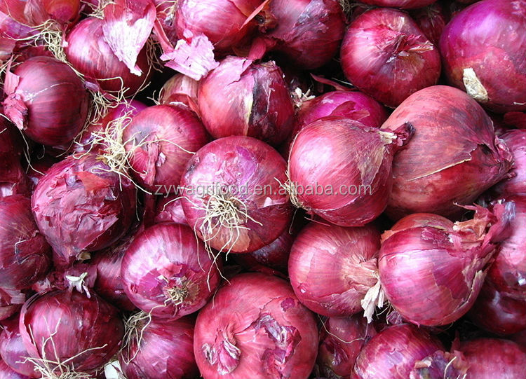 wholesale fresh red onion