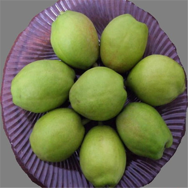 Fresh Shandong Pear 2014