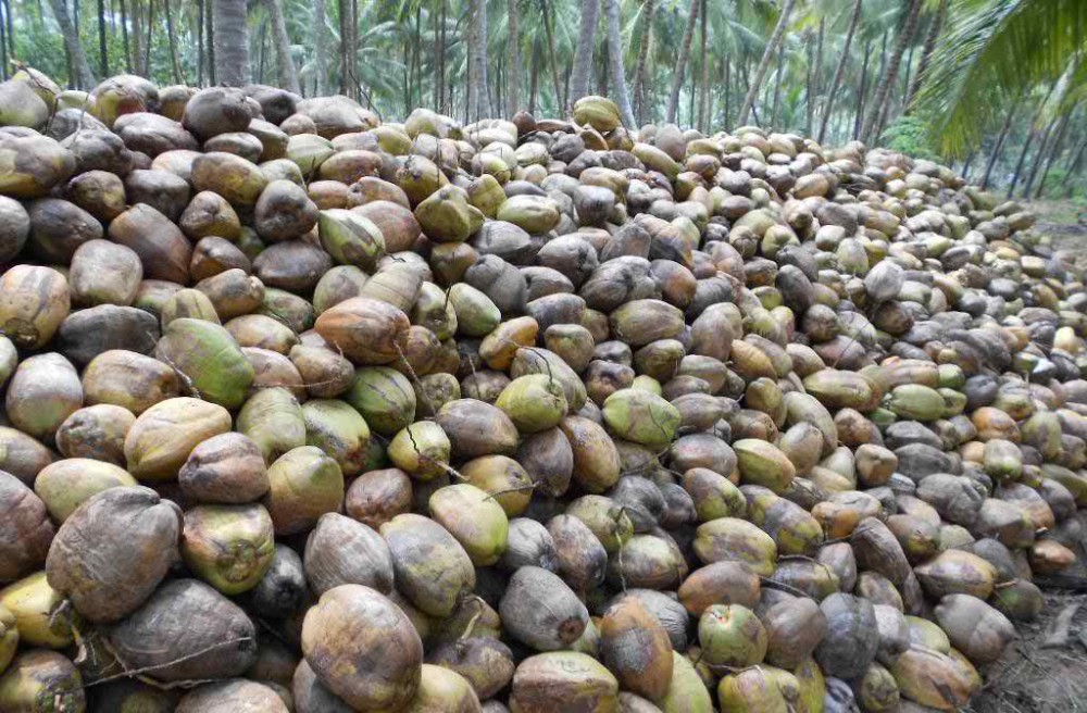 Good Quality Pure Fresh Semi Husked Dry Coconut For Sell Buy Whole
