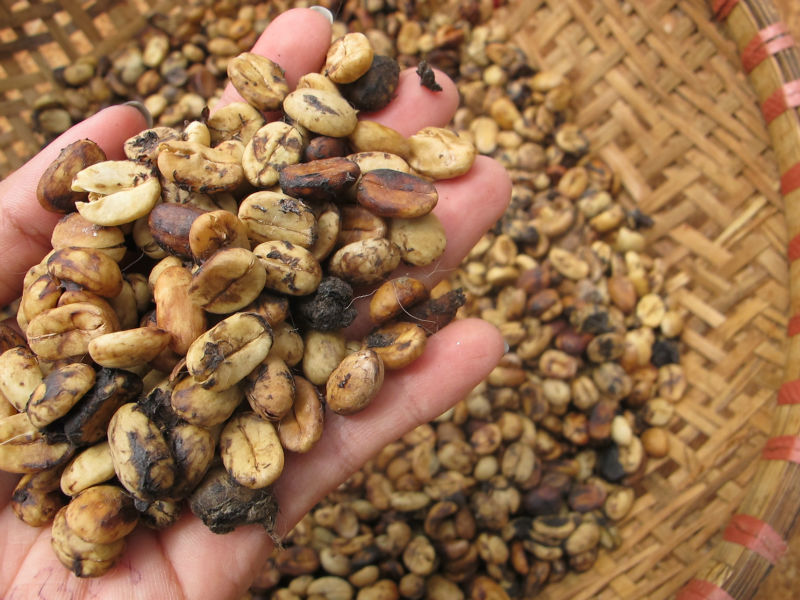 Is civet cat dangerous picture