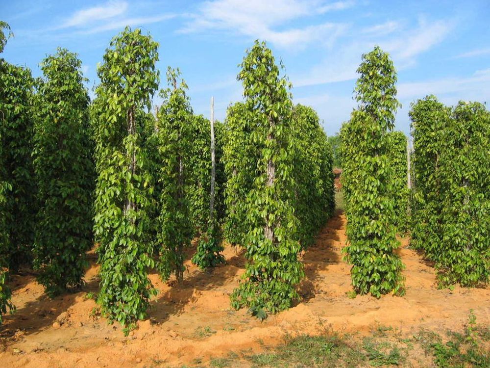 Black Pepper(id9488515). Buy Vietnam Black pepper, White Pepper EC21