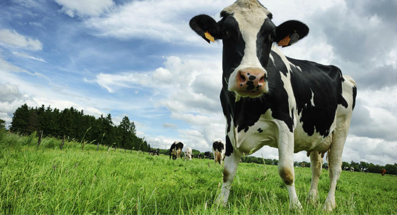 Australian Milk Powder - Full Cream (FCMP) 25kg highest quality from Australia cows