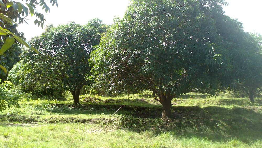 Guimaras Mango Plantation Buy Mango Plantation For Sale Product on