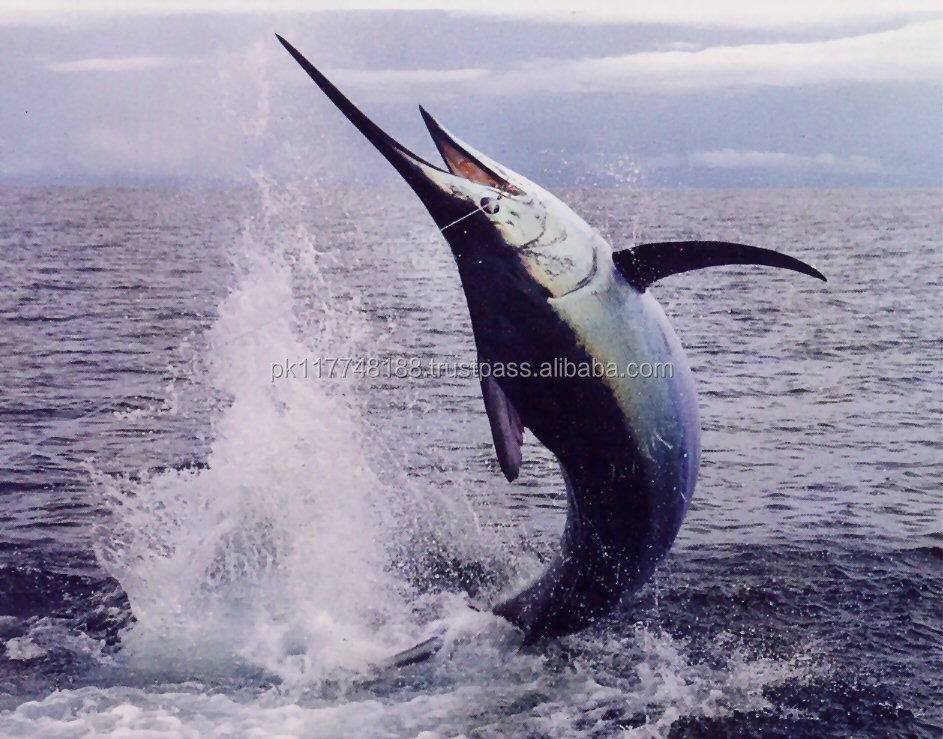 frozen marlin fish - buy frozen flying fish,  , .