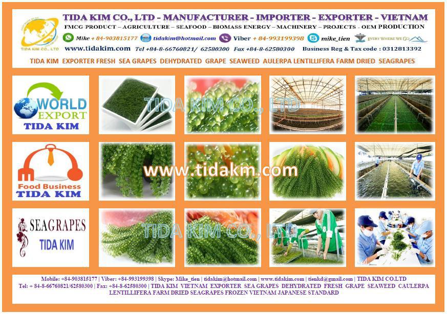 SEAGRAPES TIDA KIM SEAWEED DRIED FRESH DEHYDRATED CAULERPA LENTILLIFERA FARM JAPAN VIETNAM FARM STANDARD EXPORTER 4.jpg